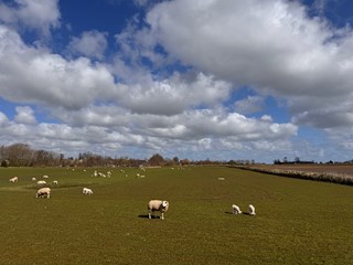 IMG_5916